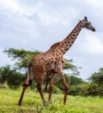 South Africa With Pilanesberg - Image 2