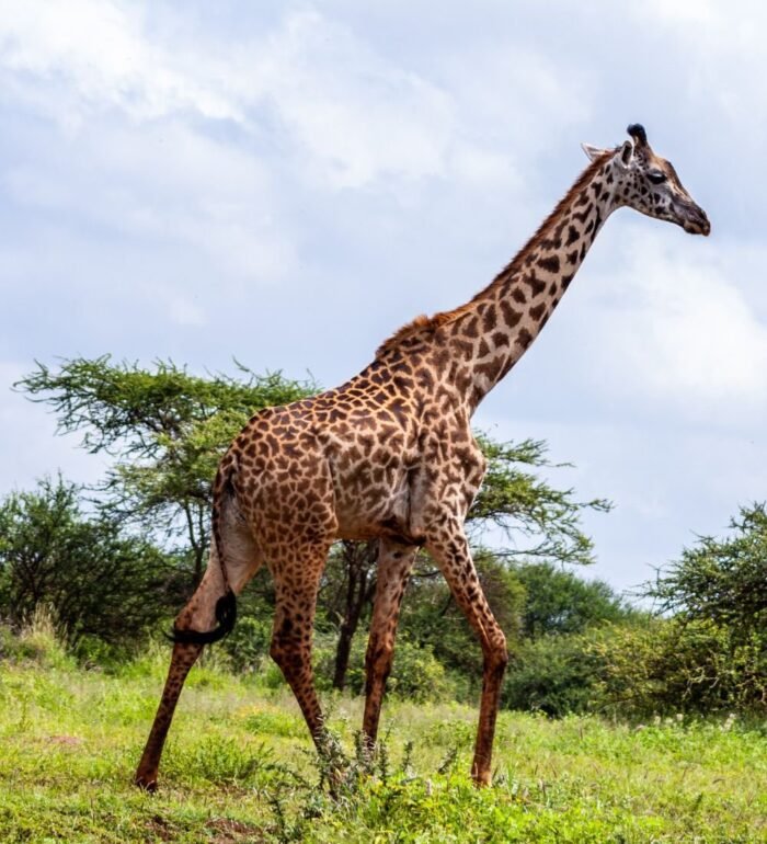 South Africa With Pilanesberg - Image 2