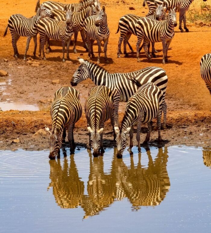 South Africa Kenya With Victoria Falls - Image 4